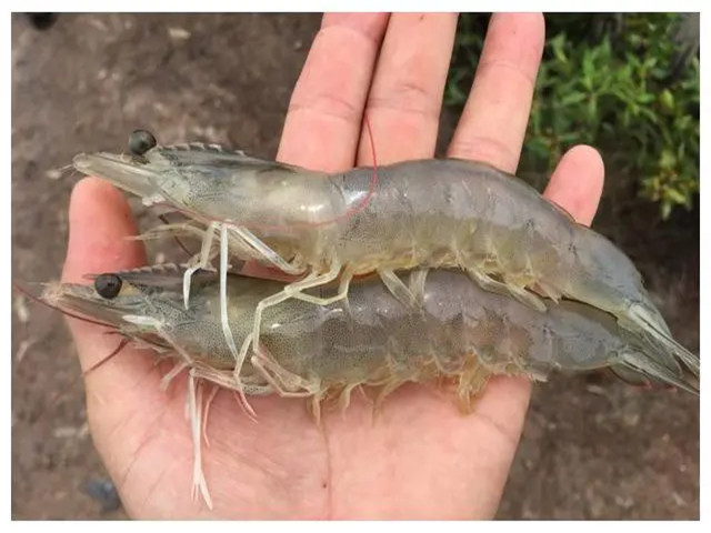 ϺֳʲôʱҪЩϺҪһҪղأ